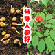Changbai Mountain ginseng seed planting potted Korean ginseng, wild ginseng, American ginseng, and ginseng seedlings, potted red ginseng seeds 1g 50 germination seeds