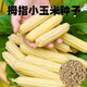 Wangyuan Xing Xishuangbanna fragrant glutinous thumb corn seeds Yunnan thumb corn seeds larvae milk finger seeds new seeds 2 packs about 100 grains (baby's favorite)