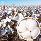 Dayu cotton seed production is high, Shandong frost-resistant and cold-resistant cotton seed field planting wholesale Minfengji 172 cotton seed 1000g 10 bags