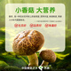 Zhongjing Original Shiitake Mushroom Sauce Bibimbap Noodles and Mouse Pickles Mushroom Seasoning Sauce 450g