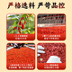 Beijing Tongrentang Authentic Ningxia Red Wolfberry 230G Zhongning Red Wolfberry Tea est utilisé dans la cour intérieure. Produit spécial de spécialité sans soufre