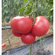 Farmer's Big Pink Tomato Seeds Big Red Four Seasons Woolly Pink Persimmon Seeds Tomato Seedlings Balcony Garden Vegetable Seeds Big Tomato Seeds 366 + Song Fertilizer