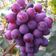 Grape seeds potted fruit tree seeds grape balcony fruit seeds grape tree grape planting Kyoho grape seeds 28 capsules p