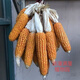 Princess Pomelo old variety yellow corn kernels self-saved seeds farmer stupid corn seeds can be self-saved old corn seeds 50 grams old corn seeds 100 grams