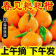 Authentic Meishan Chunjian Sichuan Rake Mandarin Special Grade Baba Mandarin Ugly Orange Fresh Fruit Seasonal Full Box 1g Authentic Chunjian Chunjian Papa Mandarin - Get ten for a fake one Rare quality With box 9-10 Jin Jin is equal to 0.5 kg The King of Fruits