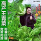 Sichuan Kuanbang green vegetable seeds, pickled pickles, sauerkraut, pickles, medium-ripe large-leaf autumn sown vegetable seeds, hot product impulse, Kuanbang green vegetable seeds, new this year, RNG9 original factory, 2 packs, about 2,000 grains
