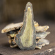 Moyuan Panax NotoginSeng Chinesische medizinische Materialien sind echte Yunnan Wenshan Yun Panax NotoginSeng 40 Panax NotoginSeng 7 nicht in Scheiben geschnittene Wurzeln 100g