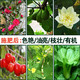 U.S. foreign urea quick-acting nitrogen fertilizer for flowers, vegetables and fruit trees, cauliflower, household potted plants, general-purpose fertilizer Urea (nitrogen fertilizer) 5Jin Jin is equal to 0.5kg