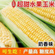Sweet and crispy fruit corn seeds, big sticks, early-maturing, fragrant and super-sweet corn, eaten raw in all seasons, field planting seeds, high-quality fruit corn seeds, newly planted in season - 5 packs, about 500 grains