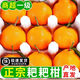 Authentic Meishan Chunjian Sichuan Rake Mandarin Special Grade Baba Mandarin Ugly Orange Fresh Fruit Seasonal Full Box 1g Authentic Chunjian Chunjian Papa Mandarin - Get ten for a fake one Rare quality With box 9-10 Jin Jin is equal to 0.5 kg The King of Fruits