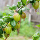Northeast red currant fruit saplings, potted lantern fruit seedlings, north and south planting, large fruit platform planting, fruit seedlings, gooseberry, 3-year seedlings (cup seedlings with soil are good for survival) 10 trees