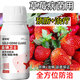 Gengfengwang strawberry disease special strawberry treatment medicine, downy mildew, powdery mildew, anthracnose, root rot, gray mold, leaf spot, fruit rot 500ml (30 acres)