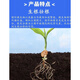 Fish protein puree, domestic fish fertilizer stock solution, powerful rooting and strong tree foliar fertilizer, fertilizing strawberry fruit tree farmers, fertilizer sail imported high content, a box of 20Jin, Jin is equal to 0.5kg