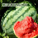 Dayu Lazy Man Watermelon Seed Seedlings Extra Large Suitable for Early Maturing Lazy People in the South 8424 Kirin Melon Meidu Seedless Fruits and Vegetables Lazy Man King Watermelon Seeds 20 capsules about 8-10kg