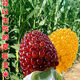 Super sweet fruit pineapple corn seeds wholesale pineapple corn sweet waxy corn seeds Wenwan field seasonal vegetables strawberry corn 50 grains Wenwan corn seeds