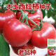 Farmer's Big Pink Tomato Seeds Big Red Four Seasons Woolly Pink Persimmon Seeds Tomato Seedlings Balcony Garden Vegetable Seeds Big Tomato Seeds 366 + Song Fertilizer