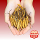 
Authentic Cordyceps sinensis first period selected nourishing dry goods two gram one gram gift box gift nutritious Cordyceps tonic products two gram one gram 50 gram authentic Cordyceps sinensis