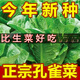 Heat-resistant peacock seeds can be eaten raw in all seasons, high-nutrition upright lettuce seeds pastoral potted salad lettuce [improved - 500 selected original seeds] No insect-free 869 peacock seeds (scattered to the soil) heat-resistant and easy