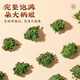 Selección de 7 brotes de flores de 37 flores en los cuatro mares de Nantong. El primer lote de 37 flores en la naturaleza en Yunnan. Yunnan Wenshan