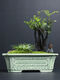 Chenjing cerámica china rectangular paisaje rectangular macizo Phalaenopsis planta verde de pila vieja maceta de marco de oro grande ramas flotantes de mármol yn 1424 frijoles verde +c25 pc cerámica [con agujeros]