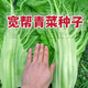 Sichuan Kuanbang green vegetable seeds, pickled pickles, sauerkraut, pickles, medium-ripe large-leaf autumn sown vegetable seeds, hot product impulse, Kuanbang green vegetable seeds, new this year, RNG9 original factory, 2 packs, about 2,000 grains