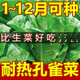 Heat-resistant peacock seeds can be eaten raw in all seasons, high-nutrition upright lettuce seeds pastoral potted salad lettuce [improved - 500 selected original seeds] No insect-free 869 peacock seeds (scattered to the soil) heat-resistant and easy