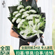 Flowers do not tell the story of Qingming Festival, winter solstice flowers, funeral, yellow and white chrysanthemums, tomb-sweeping sacrificial supplies, bouquets, city flower shop delivery store, N type - 17 white chrysanthemums plus 2 lilies