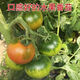 Fruit Strawberry Tomato Seeds Super Sweet Tomato Seedlings Northeast Iron Bark Seeds Balcony Field Spring, Autumn, and Winter Seasons Iron Bark Tomato Seeds #WG7 Original Pack of About 213