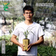 Wengyuan Orchid, Spring Orchid, Myth Thin Leaf Grass, Flower Tongue Colorful Qinhua Qinbud Strong Fragrance Green Plant Potted Plant, Myth 5 Seedlings, Large Strong Seedlings, Simple Pot Hair