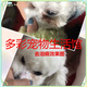 Xushansi pet dog and cat bleaching agent to remove yellow, remove dirt, remove urine stains, and beard dye white dyeing cream, white shot, 30 shots, 50g package