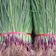 Purple-skinned onion seedlings, fruit red-skinned onion seedlings, four-season garden vegetable seedlings, 20 trial plantings, purple-skinned fruit onion seedlings, high-yielding king