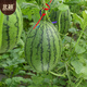Northern Vegetable Watermelon Seed Seedlings Early Mature Thin-Skinned Small Fruit Suitable for Potted Melon Seeds in the North and South Ruby Watermelon Seeds 50 Tablets