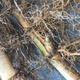 Large Phoebe Bamboo Seedlings Phoebe Bamboo Whip Green Bamboo Spotted Bamboo Seedlings are now dug and moisturized. Buy 10 sections and get 4 sections free. Large Phoebe Bamboo Seedlings Two Sections Song Rooting Powder