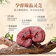 Xianzhilou vier Bio-Break-Wand Ganoderma lucidum Sporenpulver 30 Beutel