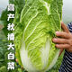Autumn sowing Chinese cabbage seeds 90 days cabbage balling cabbage early and late maturing farmhouse high-yielding disease-resistant vegetable seeds newly improved Shandong No. 4 autumn cabbage 500 capsules