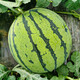 Dayu 8424 watermelon seeds are suitable for southern rock sugar unicorn melon seeds, early-maturing and thin-skinned rock sugar unicorn melon watermelon seeds, 30 capsules x 2 bags