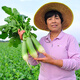 Jingdida Shandong Weifang green radish net weight 5Jin Jin is equal to 0.5kg, single fruit starting from 250g, crispy, sweet, juicy and slightly spicy, straight from the source