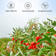 Qi You Selected Special Grade Ningxia Red Wolfberry Non-Fumigation No-Stainless Sulphur No-Stainless Health Nutrition New Goods Wolfberry Tea Gougu Ji Tea 500g Canned Non-Fumigation Non-Sulphur Special Grade Ningxia Red Wolfberry