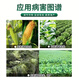 Guoguang Guoguang Youlehong amine fresh ester plant growth regulator amine fresh ester genuine pesticide rooting agent Guoguang 200ml