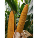 Dandong Liangyu 99 corn seeds National high-yield field early ripening stick miscellaneous Dongdan 1331 corn Good days 7384300 grains Original good days 738