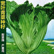Sichuan Kuanbang green vegetable seeds, pickled pickles, sauerkraut, pickles, medium-ripe large-leaf autumn sown vegetable seeds, hot product impulse, Kuanbang green vegetable seeds, new this year, RNG9 original factory, 2 packs, about 2,000 grains