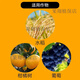 Guoguang Dingyue 3% gibberellic acid grape citrus fruit tree improves fruit setting rate cell division plant growth regulator 100ml