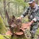 Changbaishan Ganoderma Lucidum Slices Ganoderma Lucidum Polvo empapado en vino y sopa, rodajas de nyingchi Changbaishan Ganoderma Lucidum Slices [250 gramos]