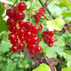 Gooseberry saplings, potted fruit seedlings, wild berries, patio balcony planting pots, 30 red currant seeds