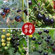 Black Pearl Cherry Tomato Seeds Four-Season Balcony Potted Plants Easy to Grow Black Jewel Tomato Fruit-Type Vegetable Seeds Black Pearl Little Saint Tomato Seeds 6 Trial Seeds Rare and Expensive