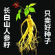 Changbai Mountain ginseng seeds, wild ginseng seeds, easy to grow Chinese medicinal materials in all seasons, easy to live indoor flower pots, Changbai Mountain ginseng seeds, new species, new species, about 200 capsules