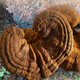 
Quanyan Organic Ganoderma lucidum spore powder genuine Linzhi robe powder 500g gift box head spores to the leader elder gift box auspicious leather box