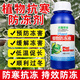 Plant antifreeze to prevent cold flow, flowers, strawberries, vegetable seedlings, fruit trees, general antifreeze, antifreeze for cold resistance, plant antifreeze 500g*1 bottle