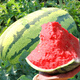 Beishu 8424 watermelon seeds, early maturing special melon fruit, no pruning, 50 pieces of lazy watermelon seeds