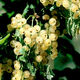 Gooseberry saplings, potted fruit seedlings, wild berries, patio balcony planting pots, 30 red currant seeds